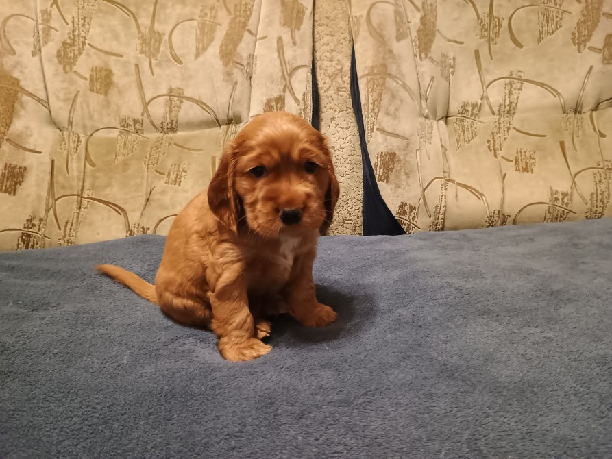 Чистокровні цуценята кокер-спаніелія Кривой Рог - изображение 2