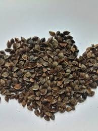 Посівна гречка гуртом. Стабільна врожайність Ивано-Франковск - изображение 1