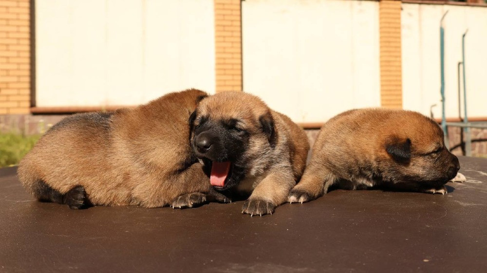 Цуценята бельгійської вівчарки (малінуа) Киев - изображение 2