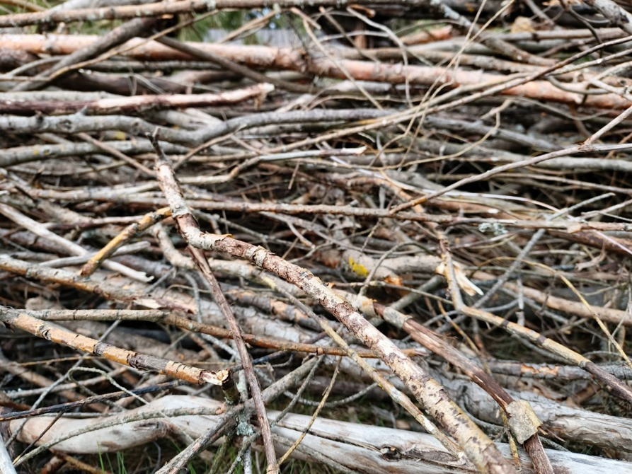 БЕСПЛАТНО МНОГО Отдам Деревья Дрова Ветки Бревна Пеньки Отопление Пиломатериалы Київ - зображення 6