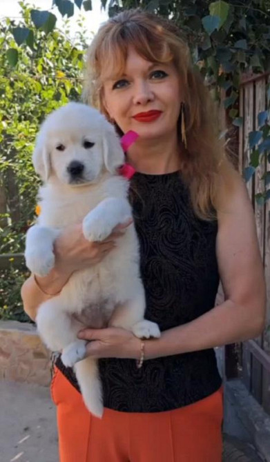 Цуценята золотистого ретрівера Ot Bahur Київ - зображення 3