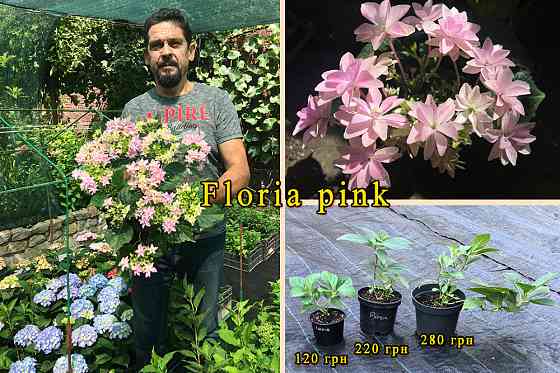 Гортензія Floria Pink саджанці Харків