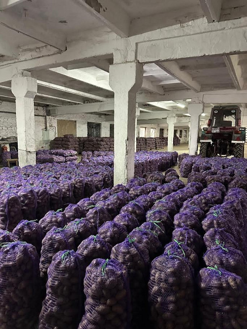 Товарна картопля Житомир - изображение 1