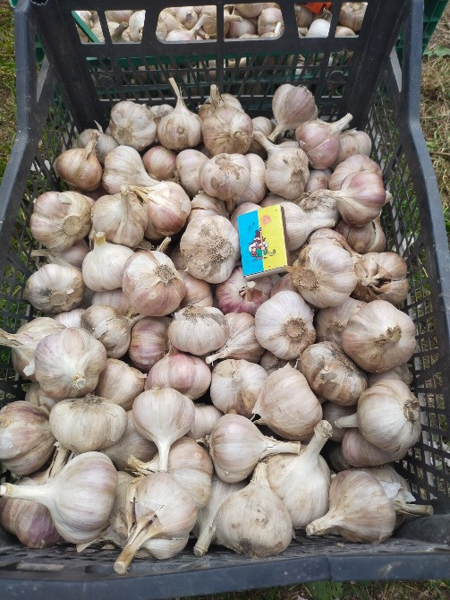 Продам часник Чернігів - зображення 1