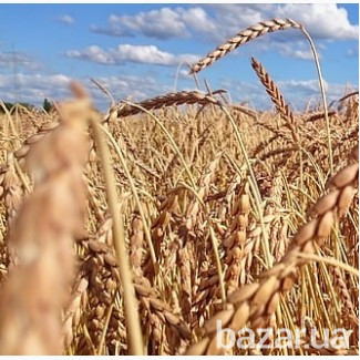 Куплю зерновідходи! Харків - зображення 1