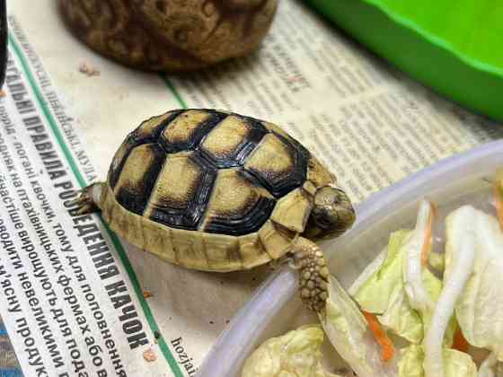 Облямова сухопутна черепаха, або сухопутна зубчаста черепаха (лат. Testudo marginata) Київ