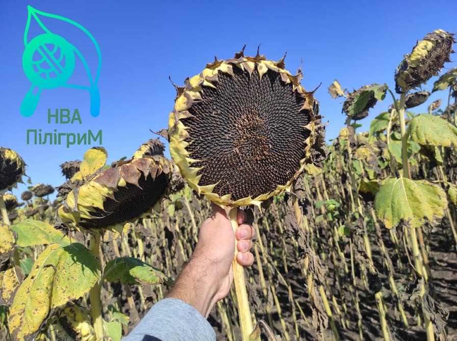 семена подсолнечника "Флокс" 50 гр гранстара. 7+ Заразиха+ видео обзоры клиентов Днепр - изображение 7