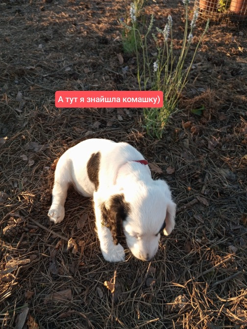 Цуценята спаніеля мисливського Хмельницький - зображення 10