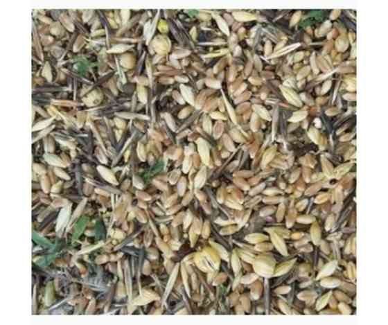 Куплю зерновідходи, некондицію. Працюю з посередниками Днепр