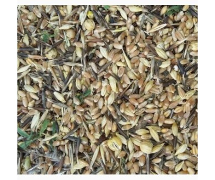 Куплю зерновідходи, некондицію. Працюю з посередниками Днепр - изображение 1