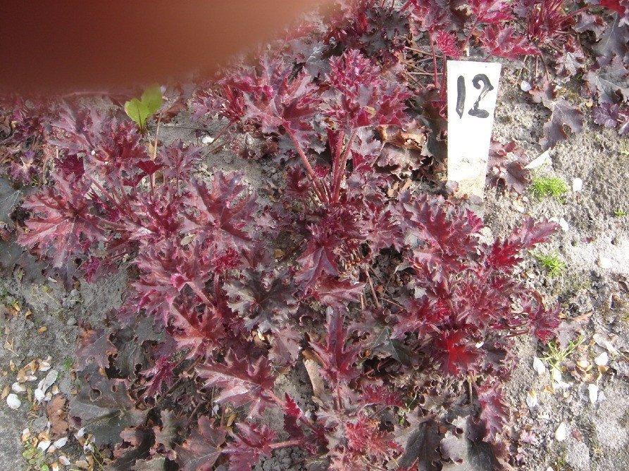 продам гейхеру Киев - изображение 11