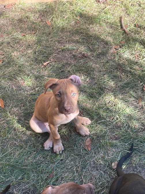 Продаю цуценят пітбуля(вже вакциновані та чіповані) Борисполь - изображение 6