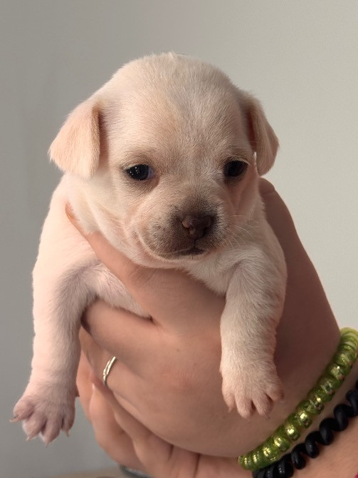 Чихуахуа Каменец-Подольский - изображение 7