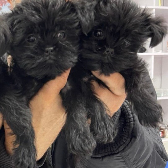 Щенки аффенпинчера - редкой породы. Affen - собака обезьянка. Днепр - изображение 2