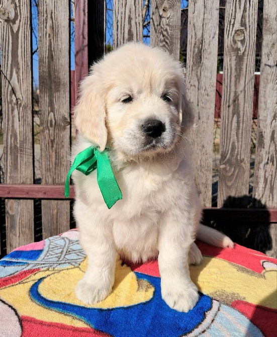 Цуценята золотистого ретривера Ot Bahur Вінниця - зображення 2