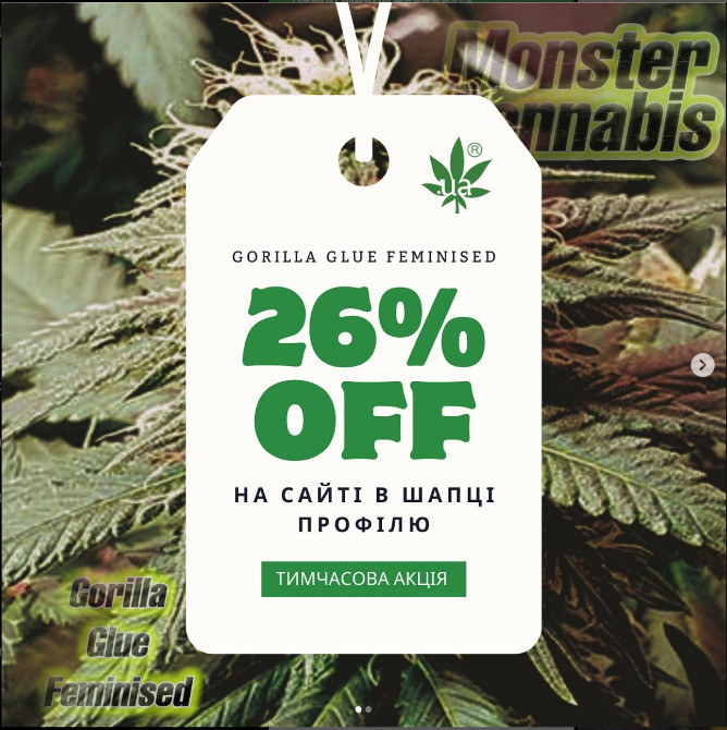 Продаж елітних зерен конопель оптом і вроздріб Харків - зображення 5