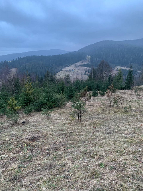 Земельна ділянка 0.35 га в Микуличині Яремче - зображення 6