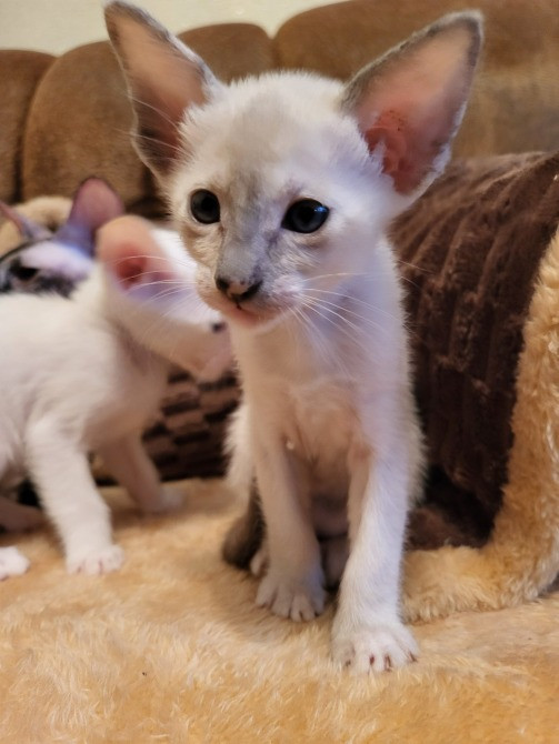 Предлагаем изумительных ориентальных котят. Кременчуг - изображение 4