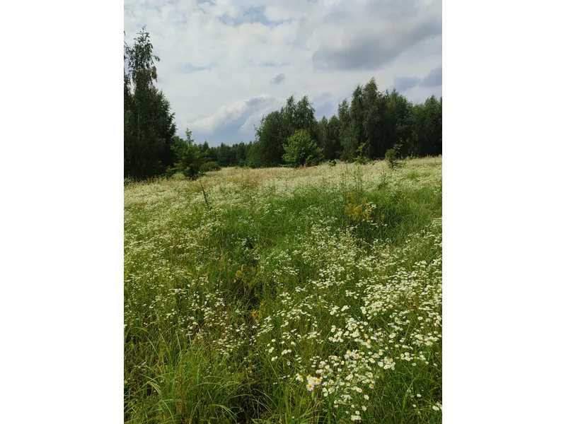 продажа земля сельскохозяйственного назначения Бородянский, Озера, 13082028 грн.  - зображення 12