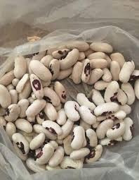 Куплю квасолю Житомир - изображение 1