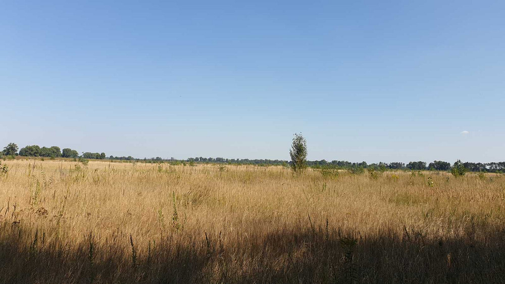 продажа участок под жилую застройку Бориспольский, Петропавловское, 18673000 грн.  - изображение 1