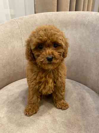 Продам цуценят той пудель Киев