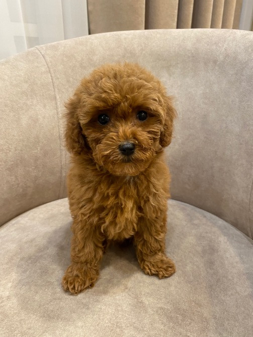 Продам цуценят той пудель Киев - изображение 1