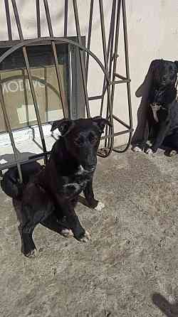 Собака лайка бесплатно Дніпро