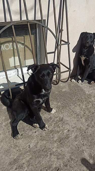 Собака лайка бесплатно Дніпро - зображення 2