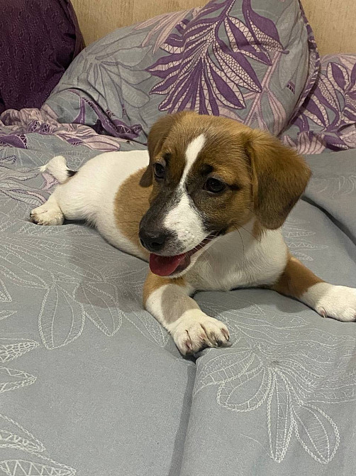 Грайлива дівчинка шукає свою родину Александрия - изображение 2