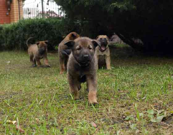 Цуценята бельгійської вівчарки (малінуа) Киев