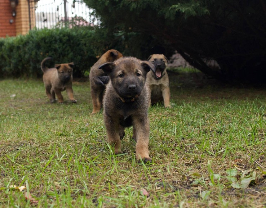 Цуценята бельгійської вівчарки (малінуа) Київ - зображення 3
