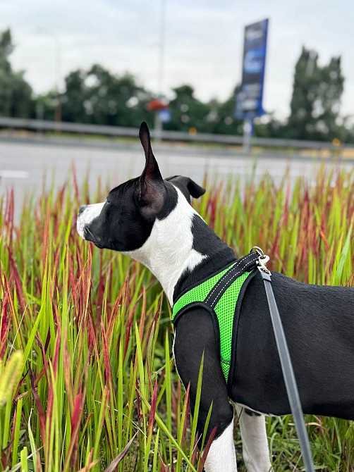 Продам дівчинку ам стаф Київ - зображення 1