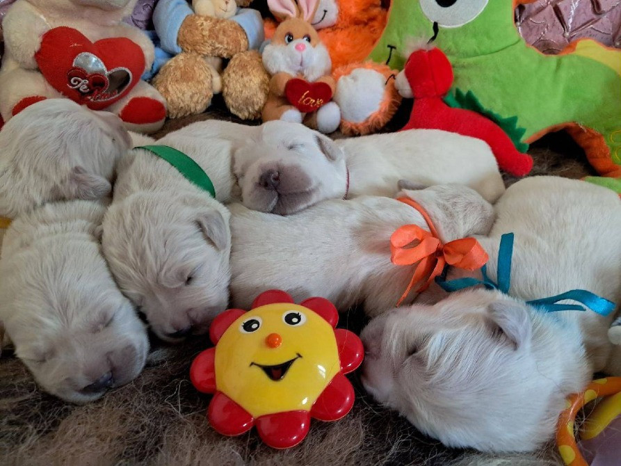 Щенки золотистого ретривера Ot Bahur Киев - изображение 2