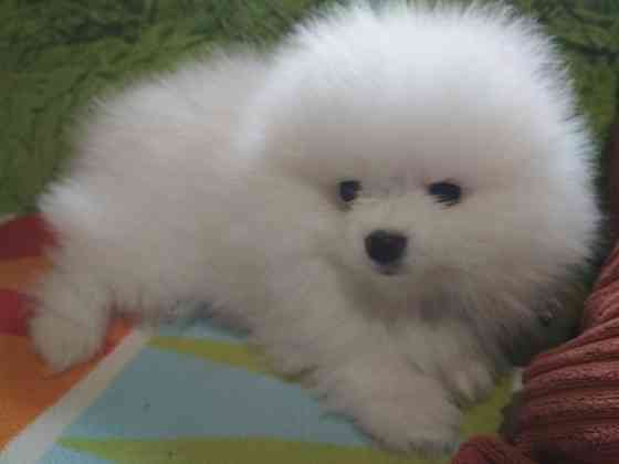 Продають щенят (2 дівчинки та хлопчик) маленький шпіц Яготин