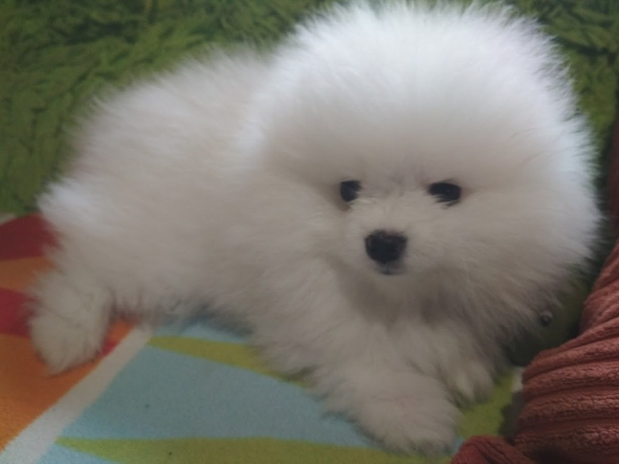 Продають щенят (2 дівчинки та хлопчик) маленький шпіц Яготин - зображення 2