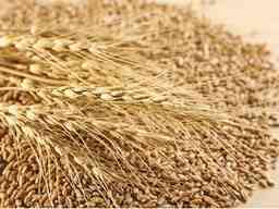 Закуповую зерновідходи, некондиційне зерно Харків