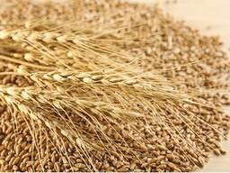 Закуповую зерновідходи, некондиційне зерно Харків - зображення 1