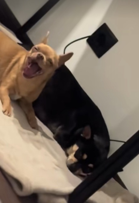 Чихуахуа Каменец-Подольский - изображение 11