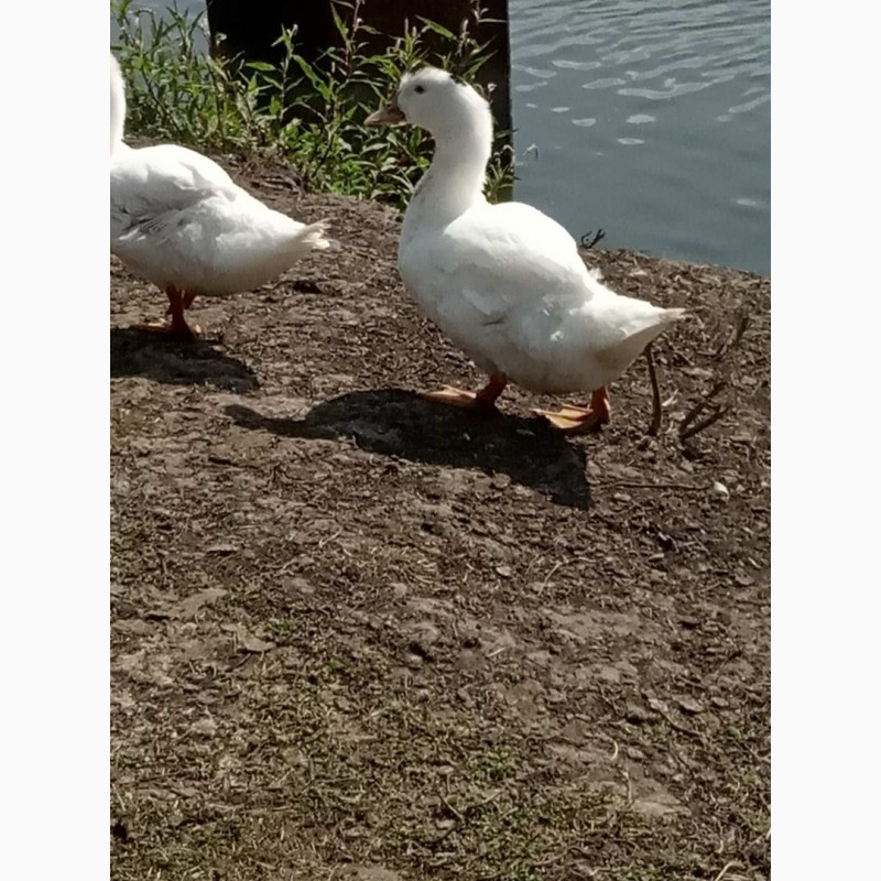 Продам тушки утей породи Мулард Кролевець - зображення 3