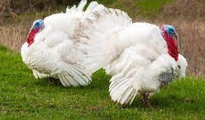 Продам індичат Біг-6 (Важкий КРОС) Дніпро - зображення 1