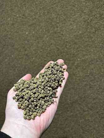 Продаж насіння кормового буряка Рекорд Полі (урожай 2025 року) Вінниця