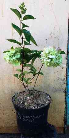 Гортензія волотиста Пінкі Проміс (Hydrangea paniculata Living Pinky Promise) 5л. Винница