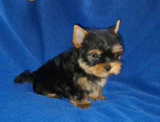 Міні йорік, тендітний хлопчик Одесса