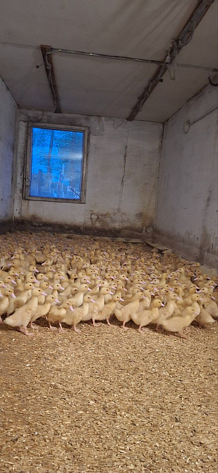 Продаються утята породи "Мулард" Кролевец - изображение 1