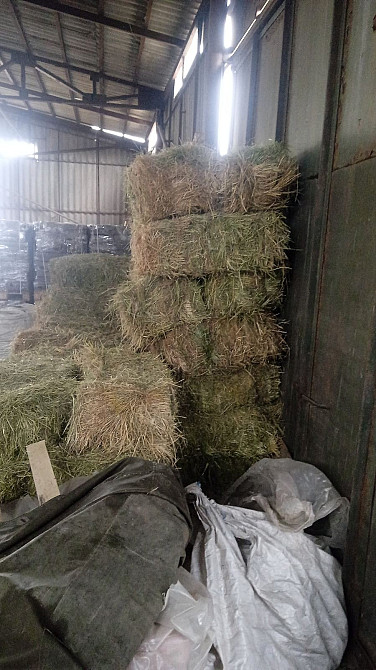 Сіно солома в тюках м. Одеса Одесса - изображение 4