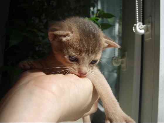 Абиссинская кошка котёнок Киев