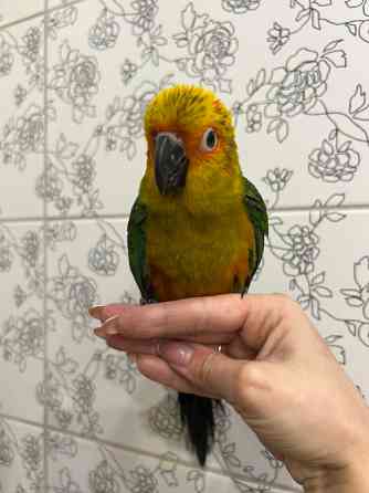 Соняшний аратинга. Сонечко на пальчику Киев