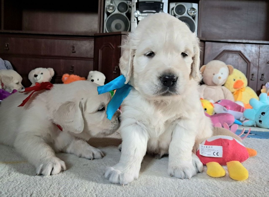 Цуценята золотистого ретрівера Ot Bahur Київ - зображення 2