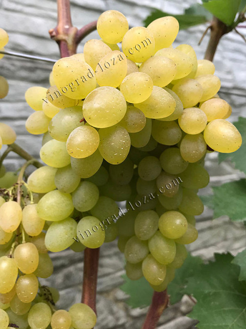 Морозостійкий безнасіневий виноград Русбол — річні саджанці. Харків Харків - зображення 1